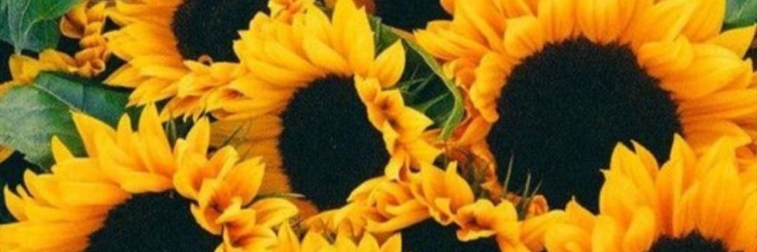 BeatrizExp's profile banner image