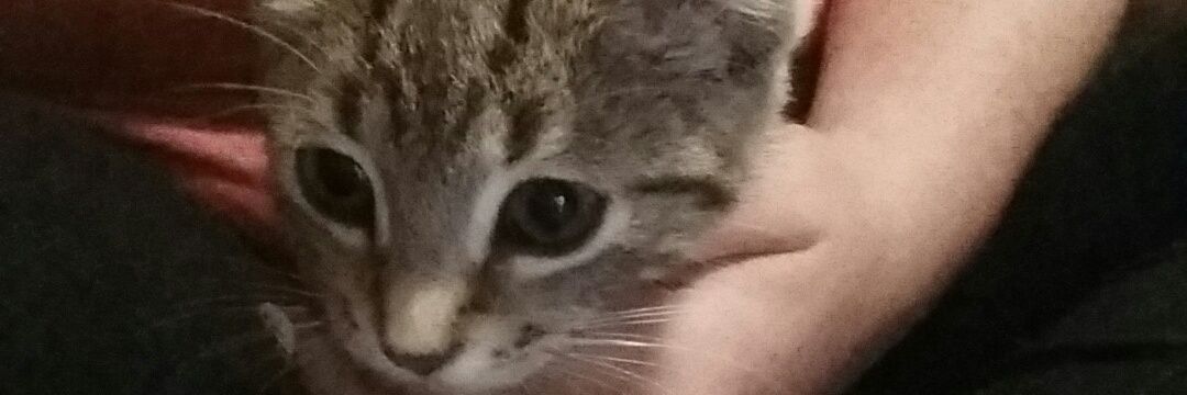 Tay_Is_Bae17's profile banner image