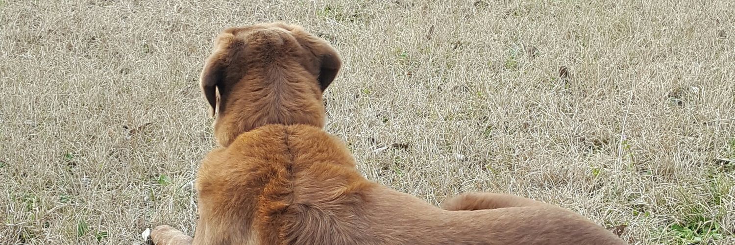 reginalcortez's profile banner image