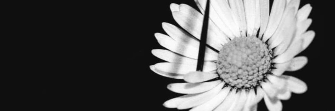 hiddeninafog's profile banner image