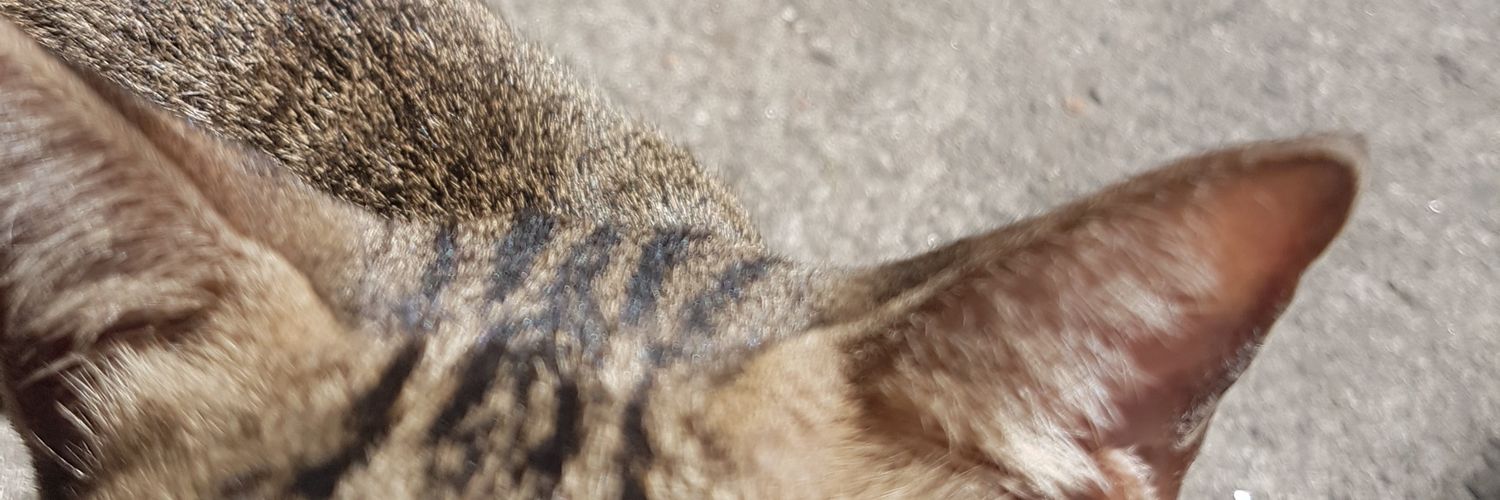 radishwasher's profile banner image