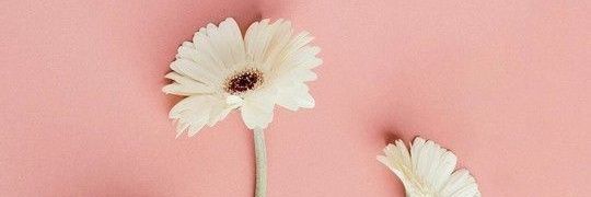 luvmatcha03_'s profile banner image