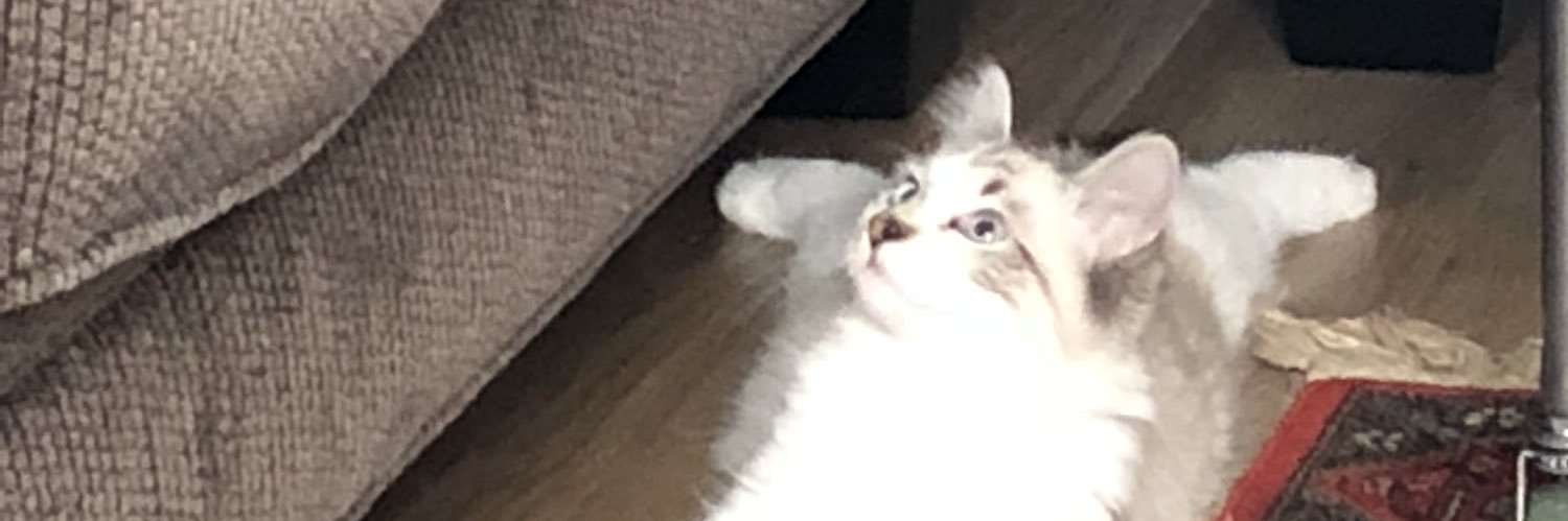 abbygail_mae's profile banner image