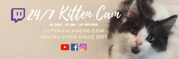 cuteavalanche Profile Banner