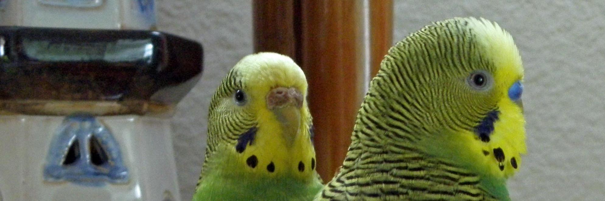willyparakeet's profile banner image
