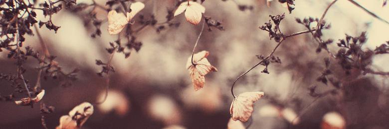 lauands_mx's profile banner image