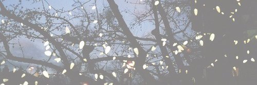 nicollections's profile banner image