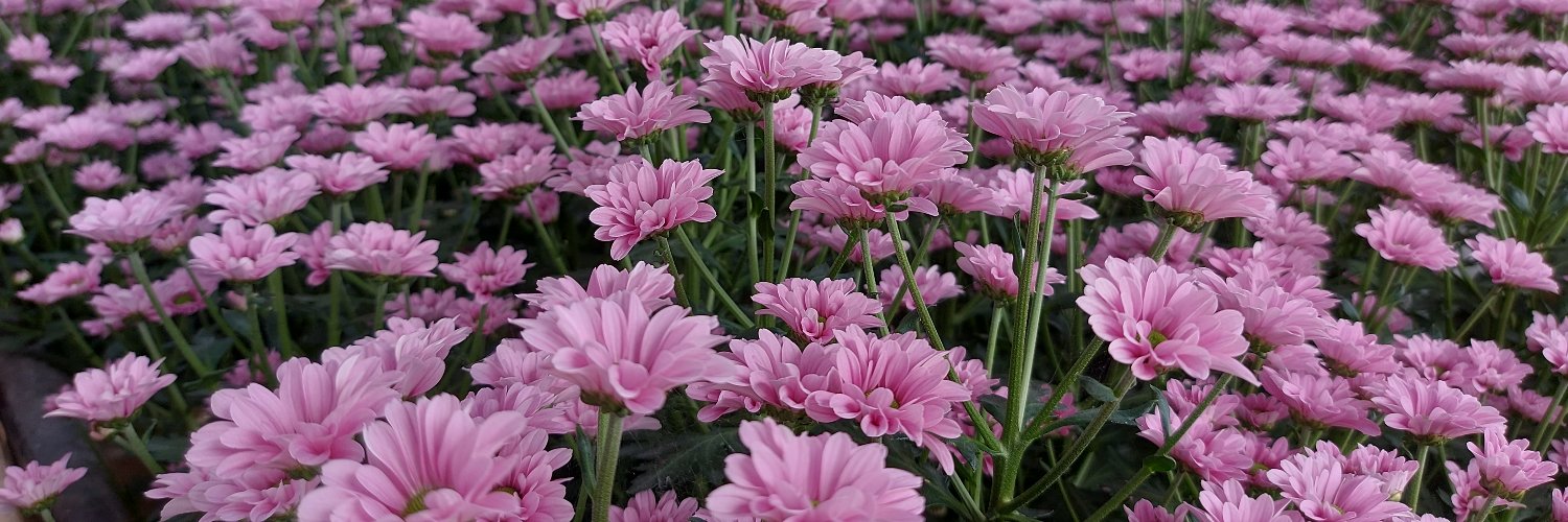 𝓒𝓱𝓻𝔂𝓼𝓪𝓷𝓽𝓮𝓷𝓜𝓮𝓲𝓼𝓳𝓮 banner