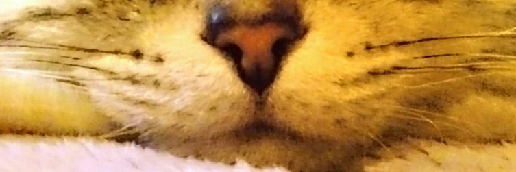 caramel_3232's profile banner image