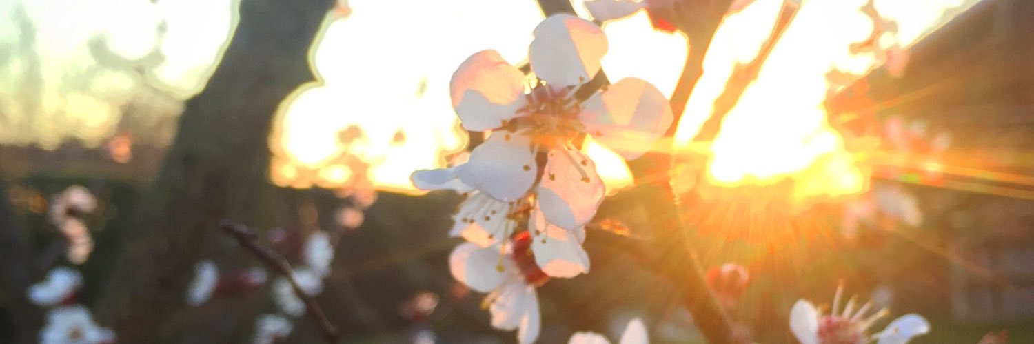 Šílená Matka banner