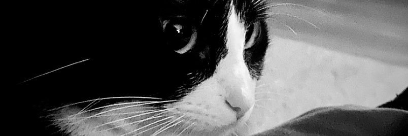 tainah5's profile banner image