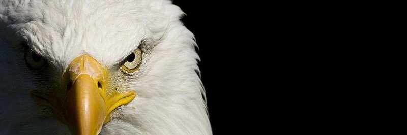 dolvintodd's profile banner image