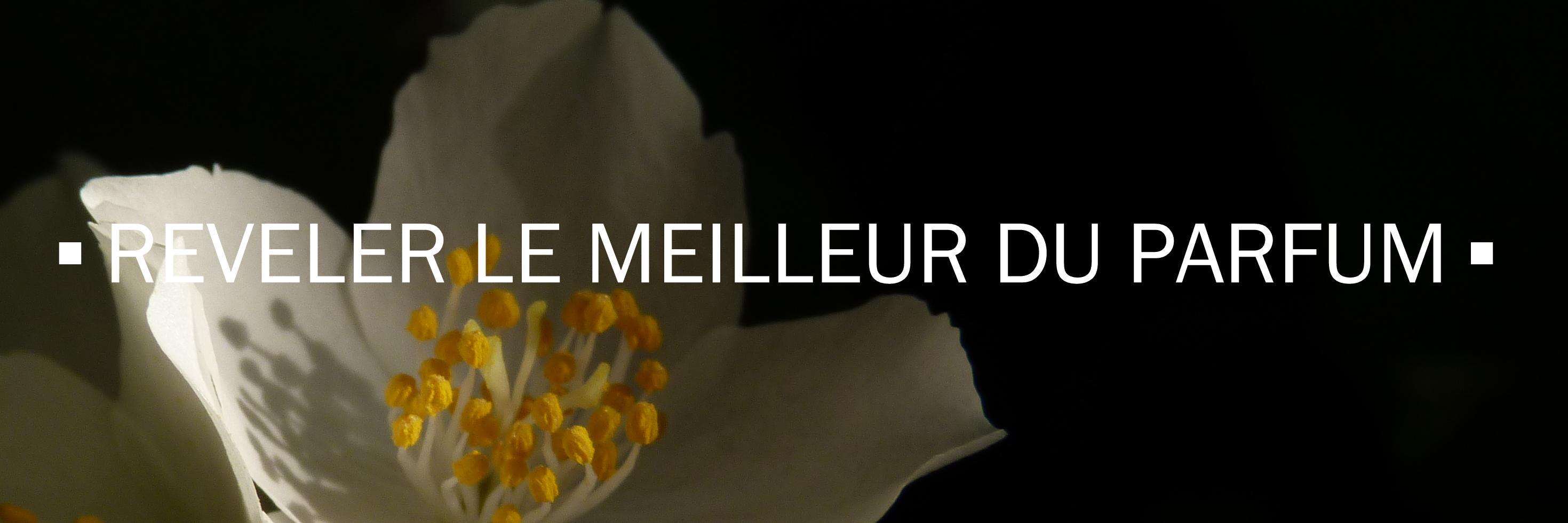 Olfactorama's profile banner image