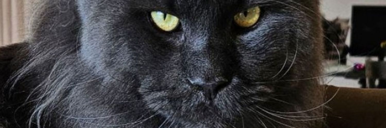 FocusedAussie's profile banner image