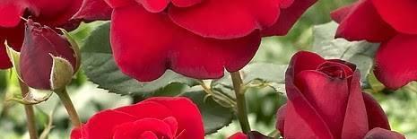 alsabri66's profile banner image