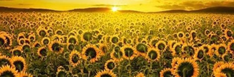 abbykinchjonas's profile banner image