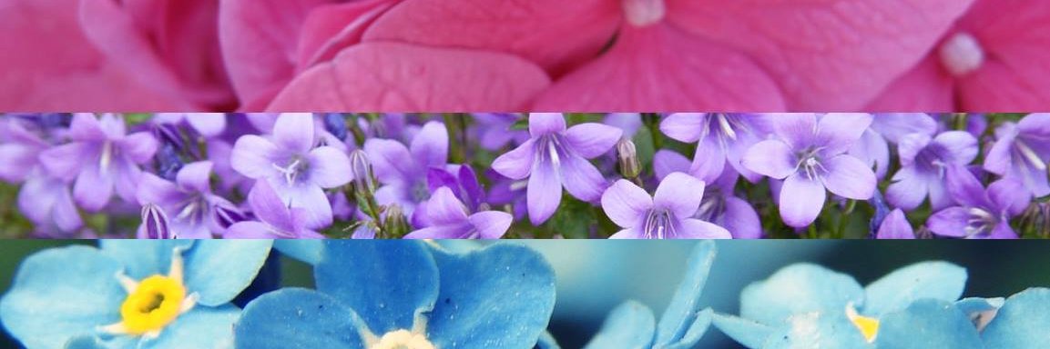 Rebecca Gorman banner