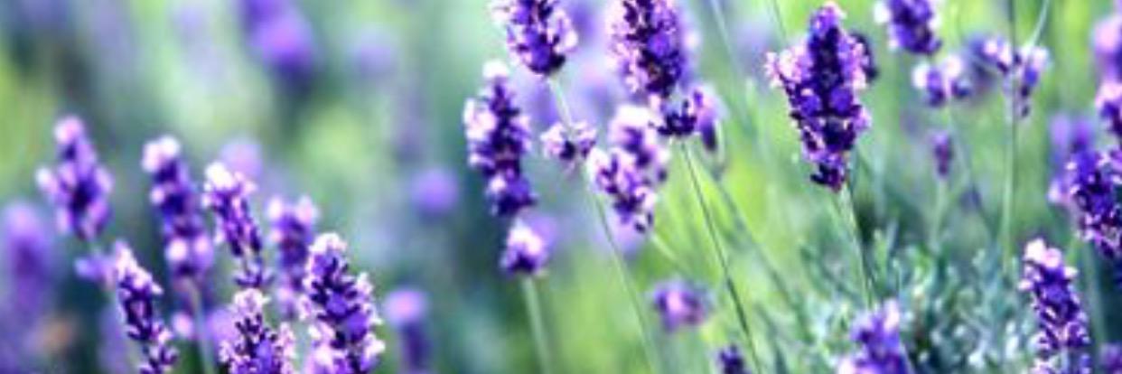 love_A_P's profile banner image