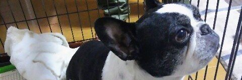 denkibeast's profile banner image
