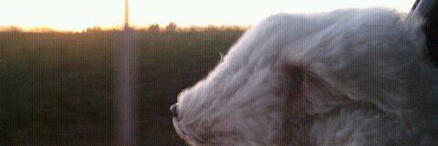 dimples_deana's profile banner image
