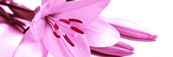 LorenbethPhotog's profile banner image