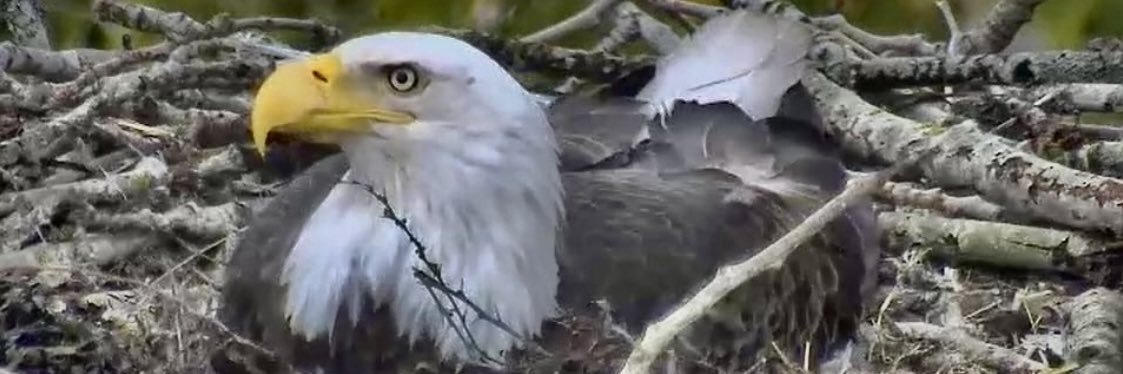 MotherofEagles banner