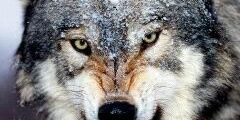 salom12699's profile banner image
