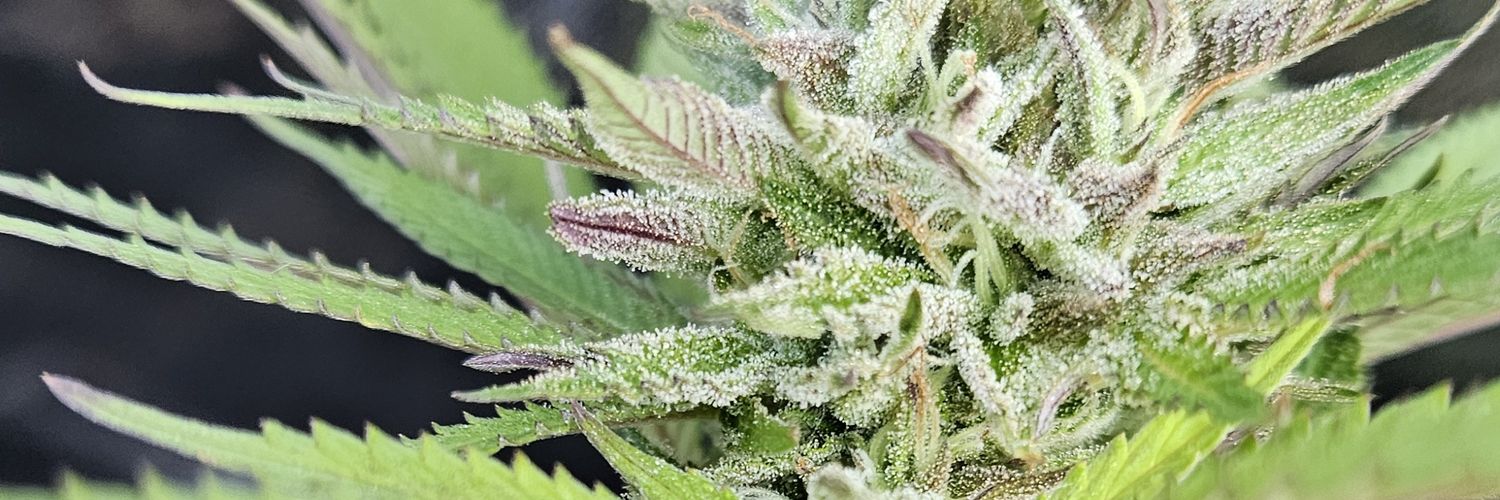 Good Strong Chronic banner