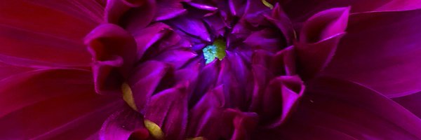 LynnSferrazza Profile Banner