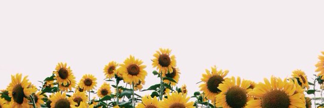 ! banner