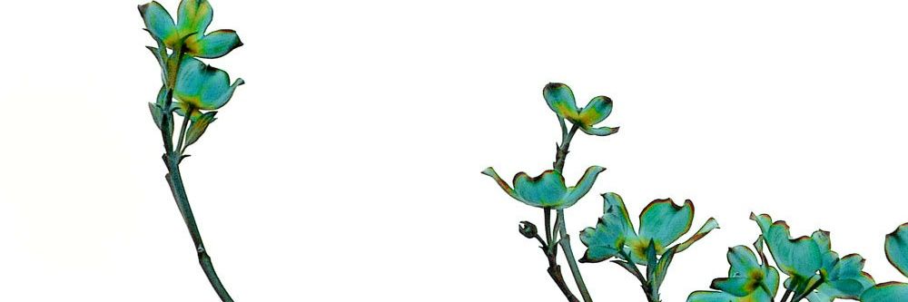 lncitador's profile banner image