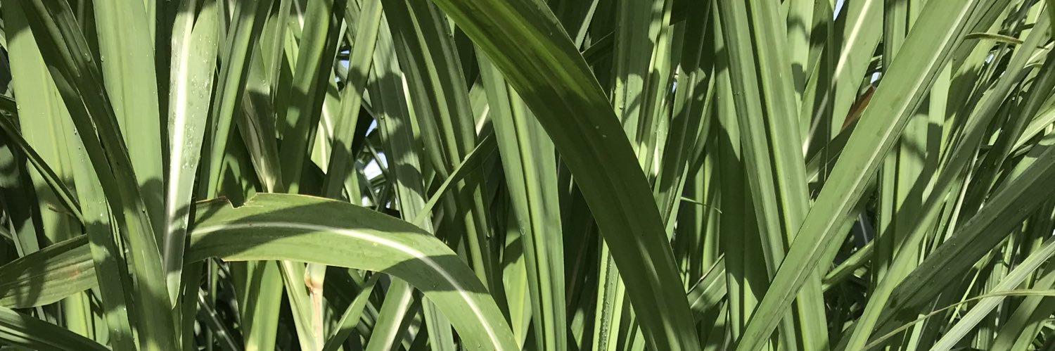 BacSucre banner