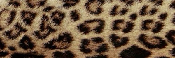 cosmicpeachy Profile Banner