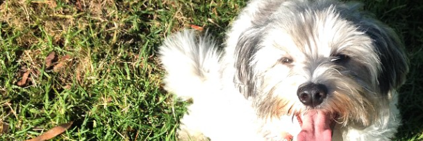 Isabelle Wright banner