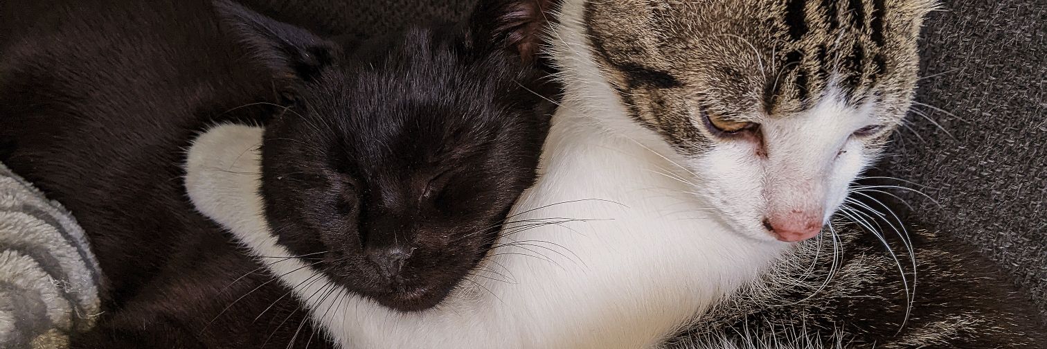 WinxIdiot's profile banner image