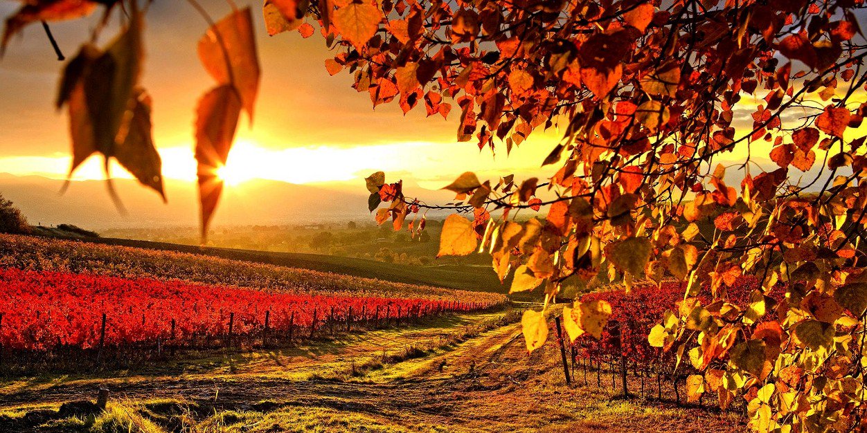 ann_chessa's profile banner image