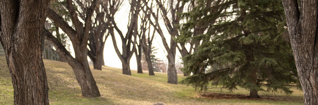 Joyful Endeavours banner