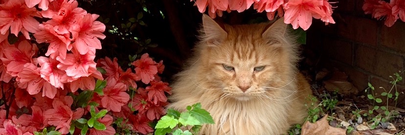 New_Jack_Kitty's profile banner image