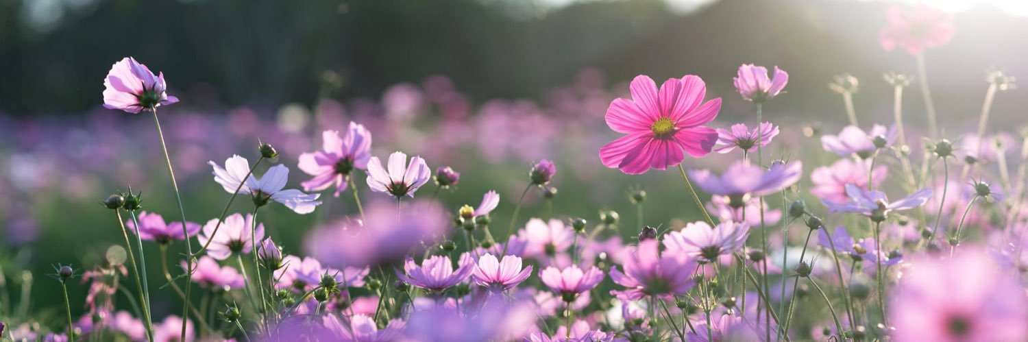 HollieStockham's profile banner image