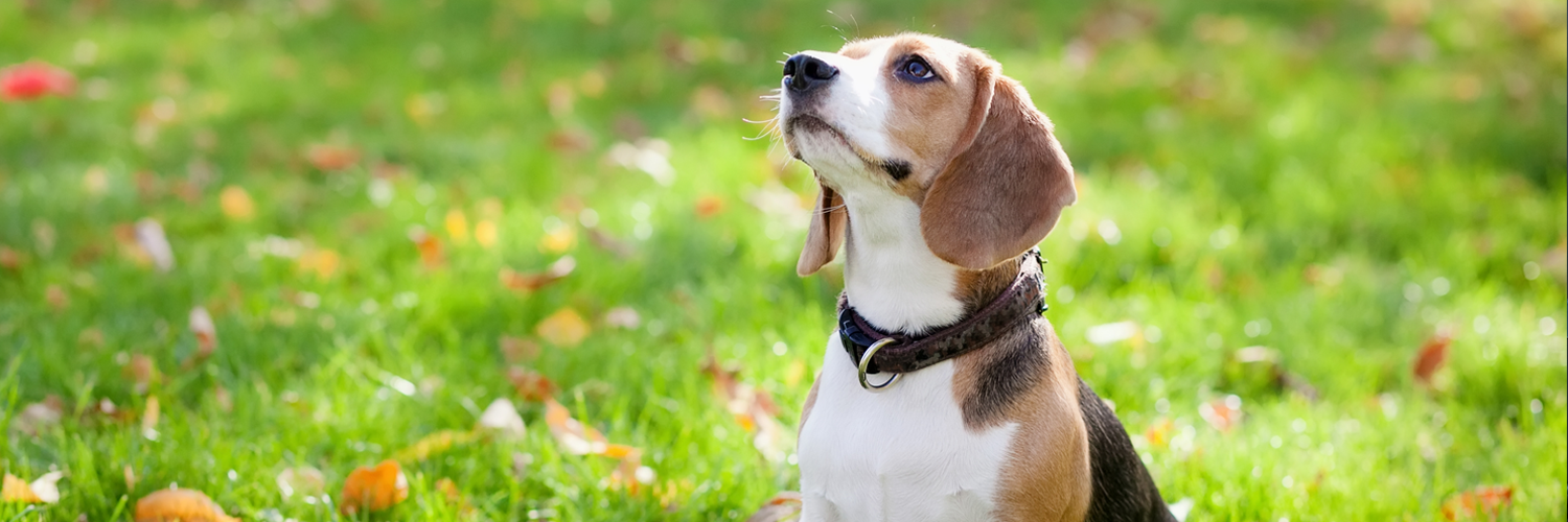 HavenVeterinary's profile banner image