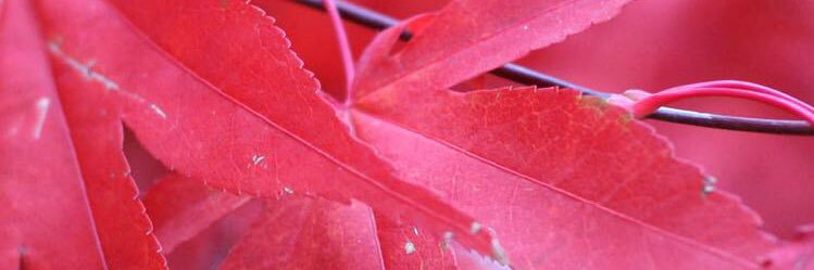 breendz's profile banner image