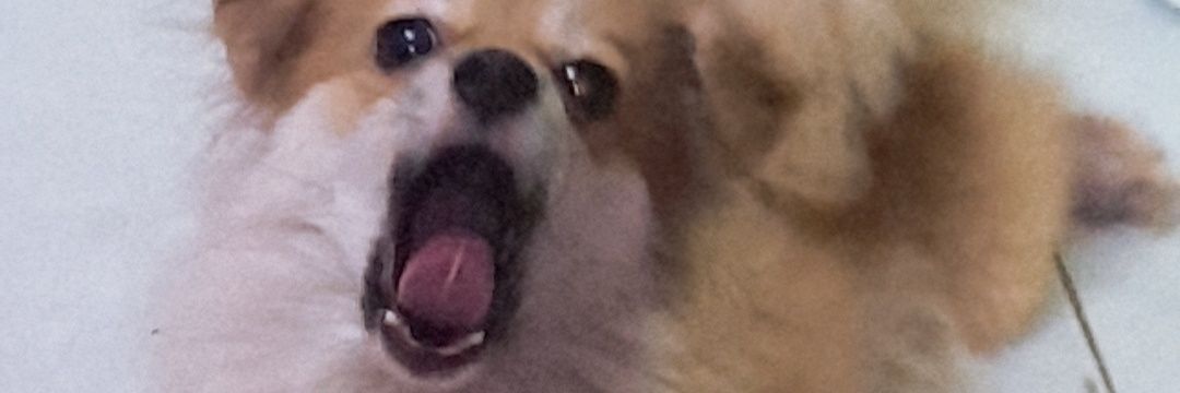 eustaciaac's profile banner image