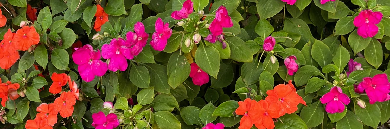 Pollyskettle's profile banner image