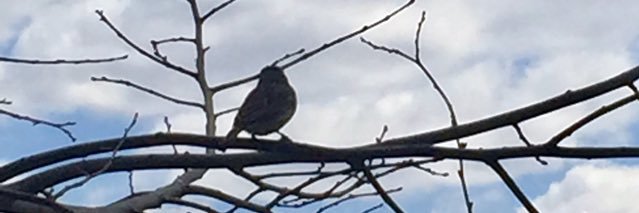 Marisel Farias banner