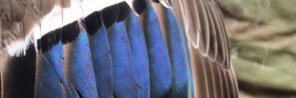 WillSipes's profile banner image