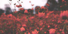 ilvaniapermana's profile banner image