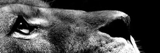 SerignbiLO's profile banner image