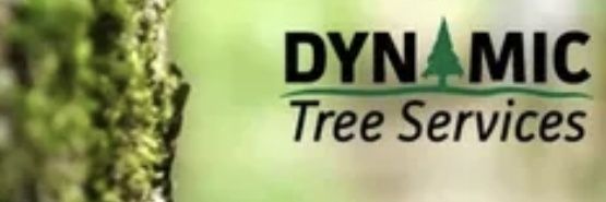dynamictrees's profile banner image
