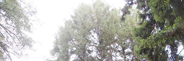 Enchanted_Hills's profile banner image