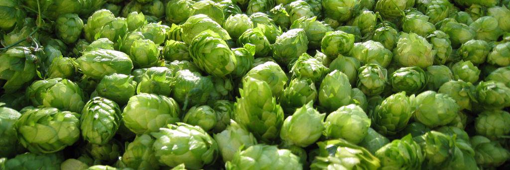 FoCo Beer Alert banner